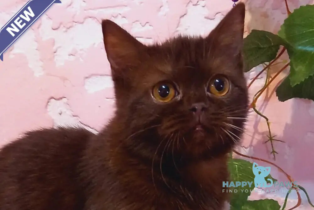 Eliza Scottish Straight female chocolate live animals