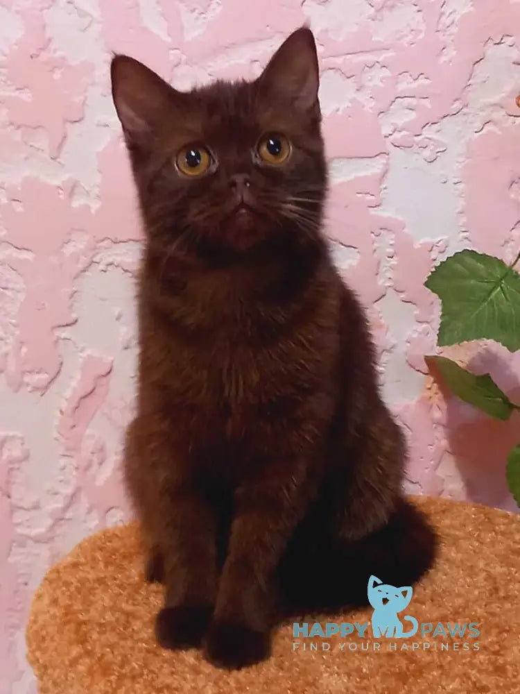 Eliza Scottish Straight female chocolate live animals