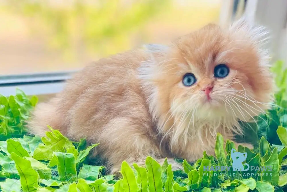 Elizabet British Longhair female black golden shaded live animals