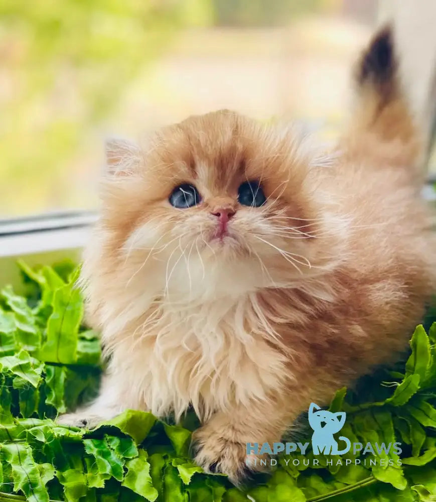 Elizabet British Longhair female black golden shaded live animals