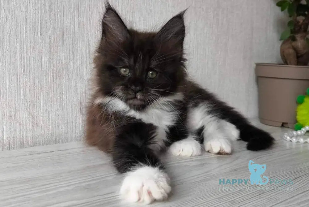 Elizabet Maine Coon female black silver bicolour live animals