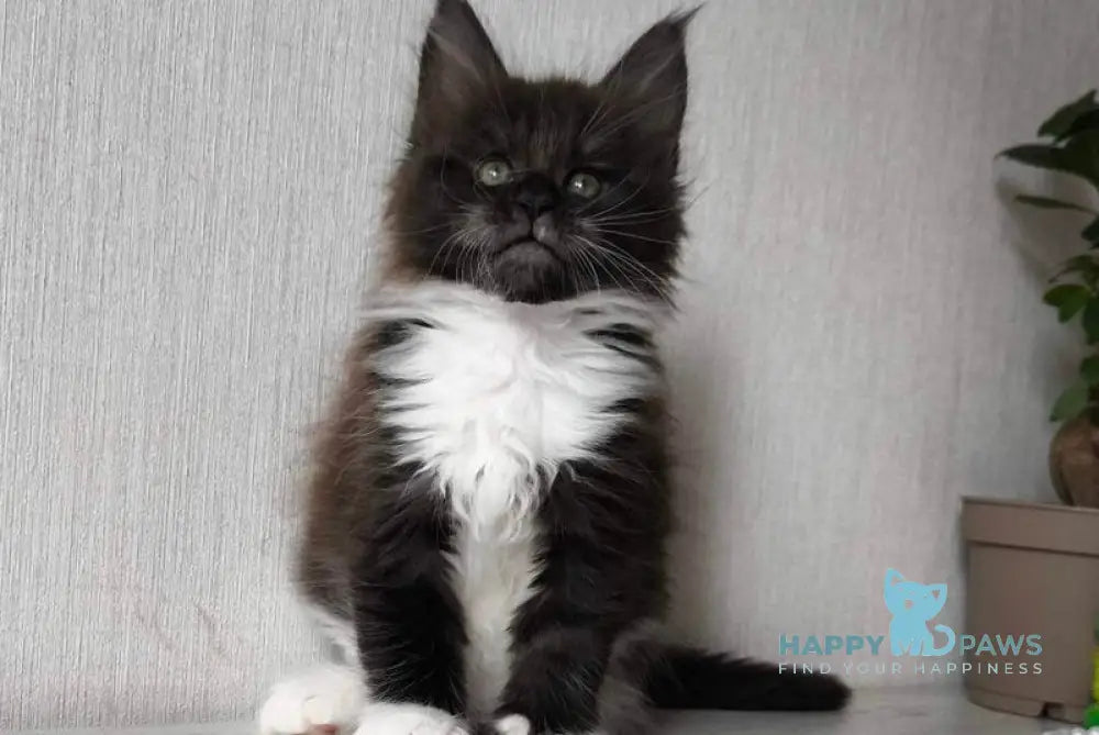 Elizabet Maine Coon female black silver bicolour live animals