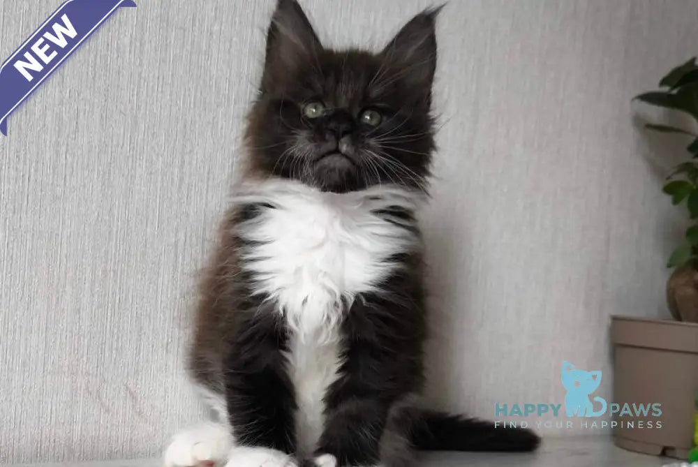 Elizabet Maine Coon female black silver bicolour live animals