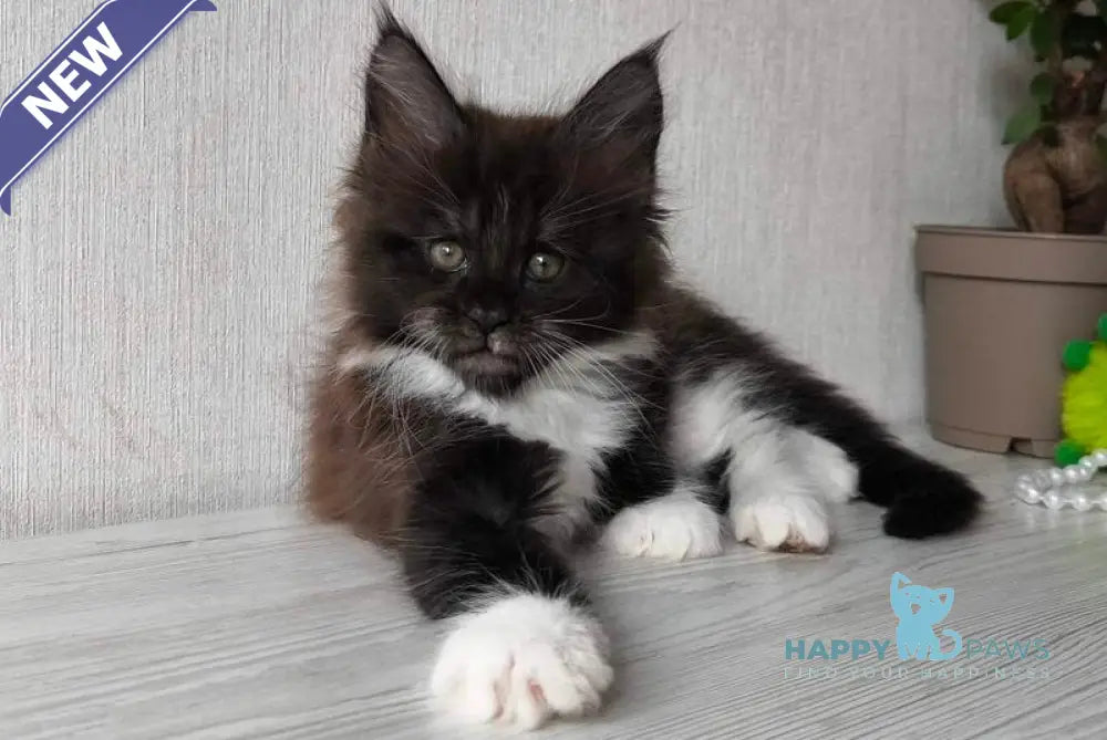 Elizabet Maine Coon female black silver bicolour live animals