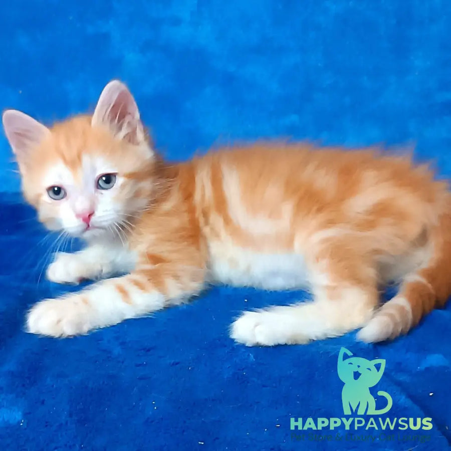 Elizabet Siberian female red tabby with white - live animals