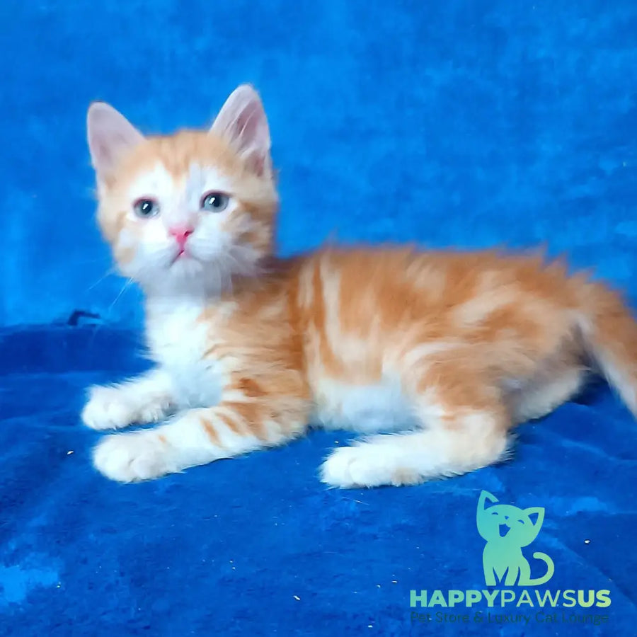 Elizabet Siberian female red tabby with white - live animals