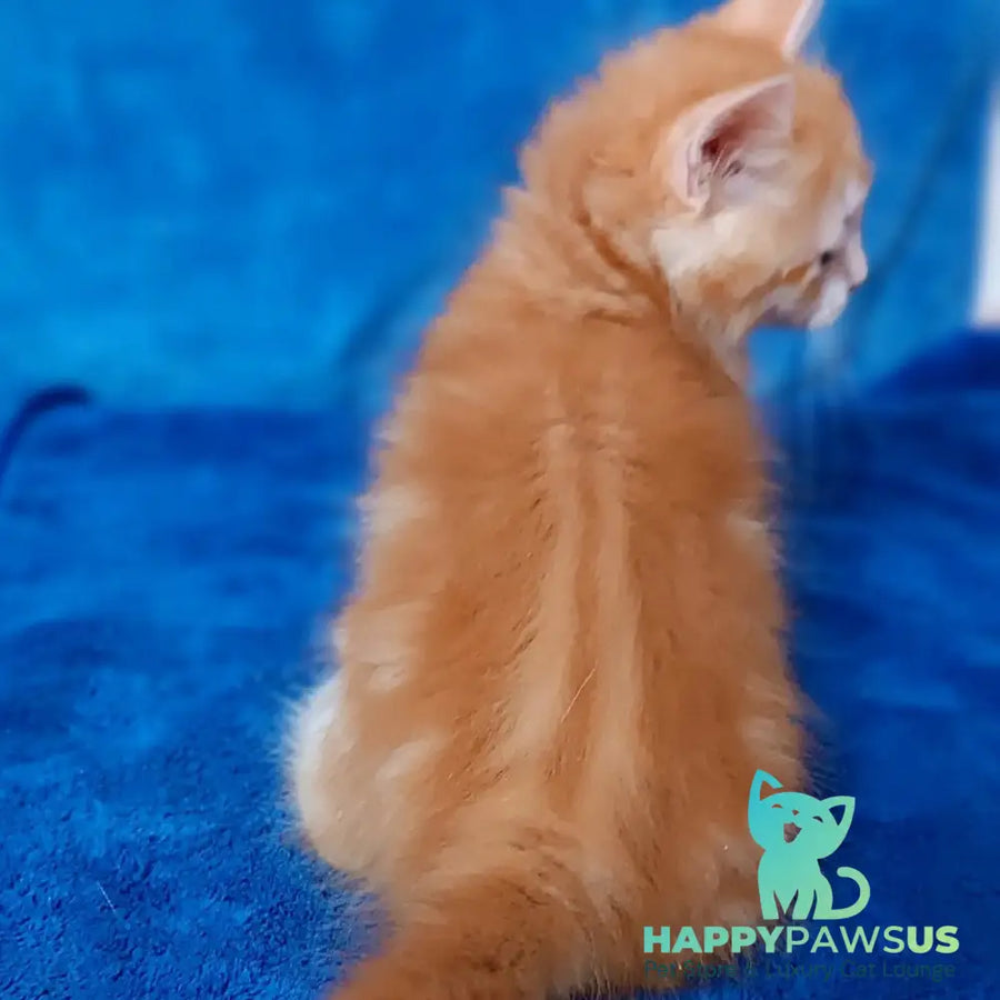 Elizabet Siberian female red tabby with white - live animals
