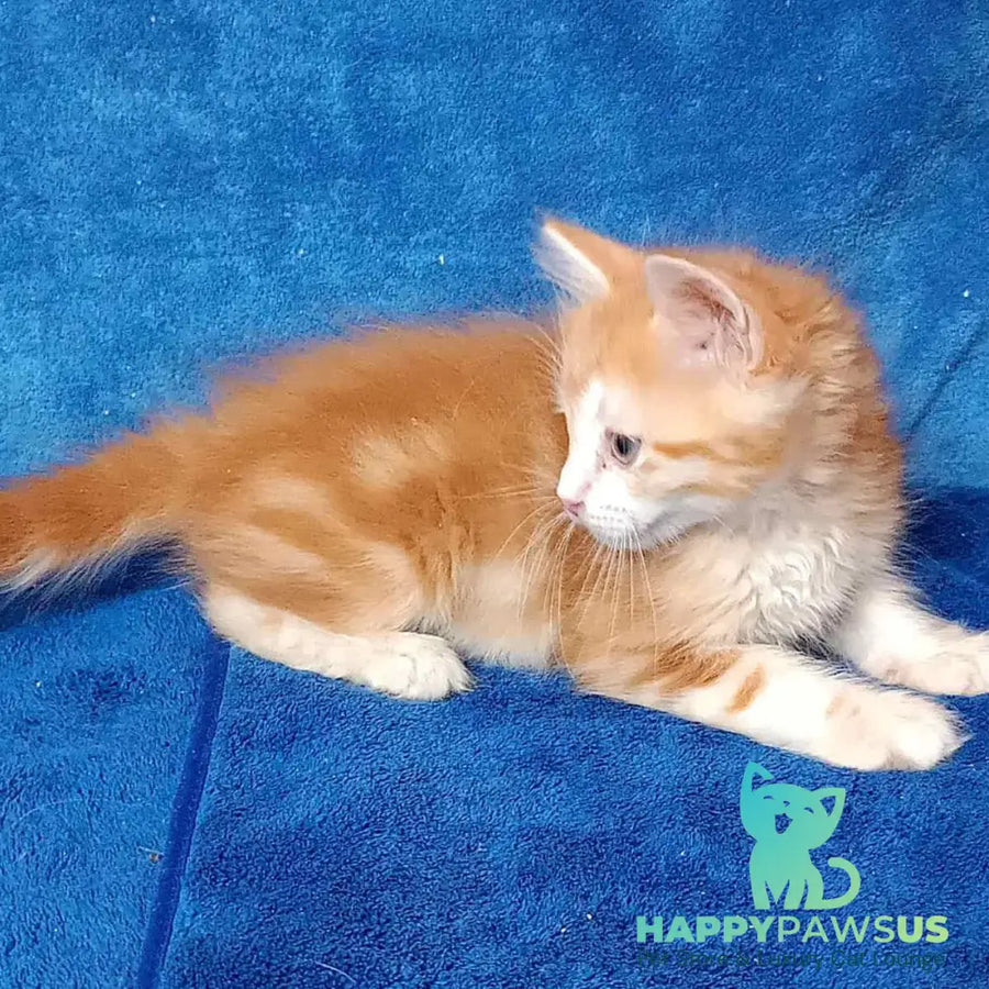 Elizabet Siberian female red tabby with white - live animals