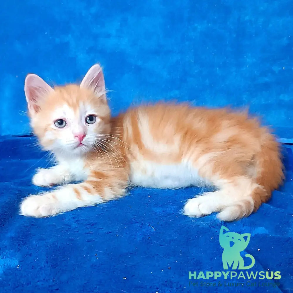 Elizabet Siberian female red tabby with white - live animals