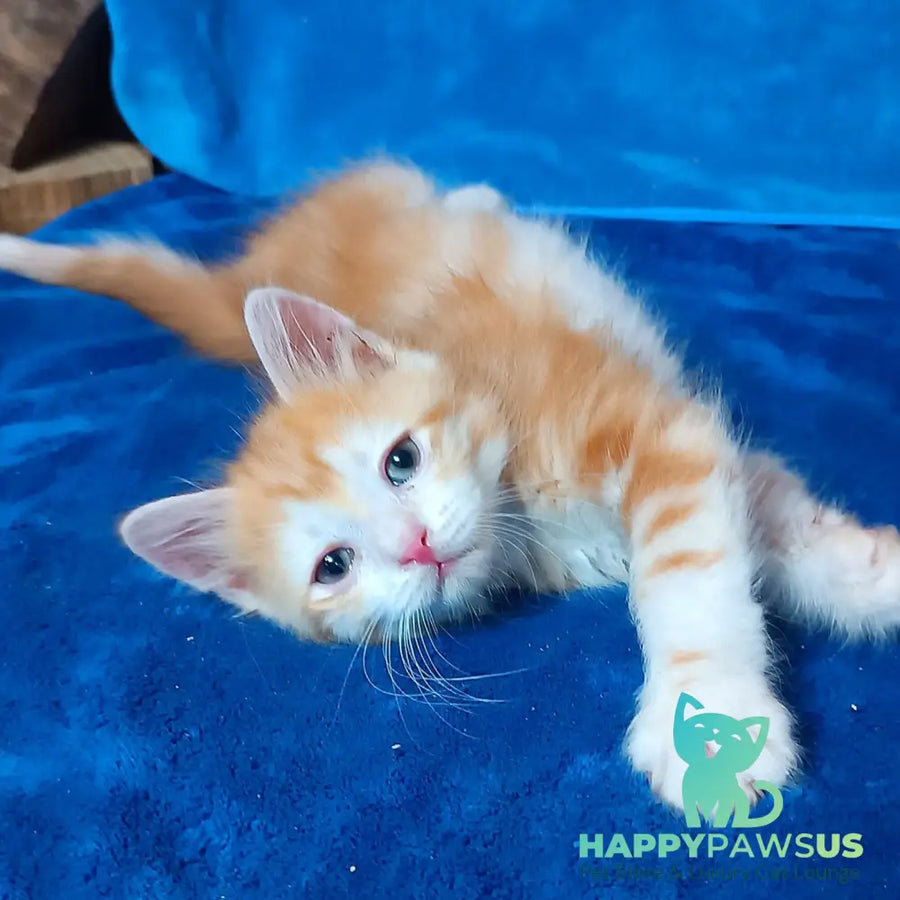 Elizabet Siberian female red tabby with white - live animals