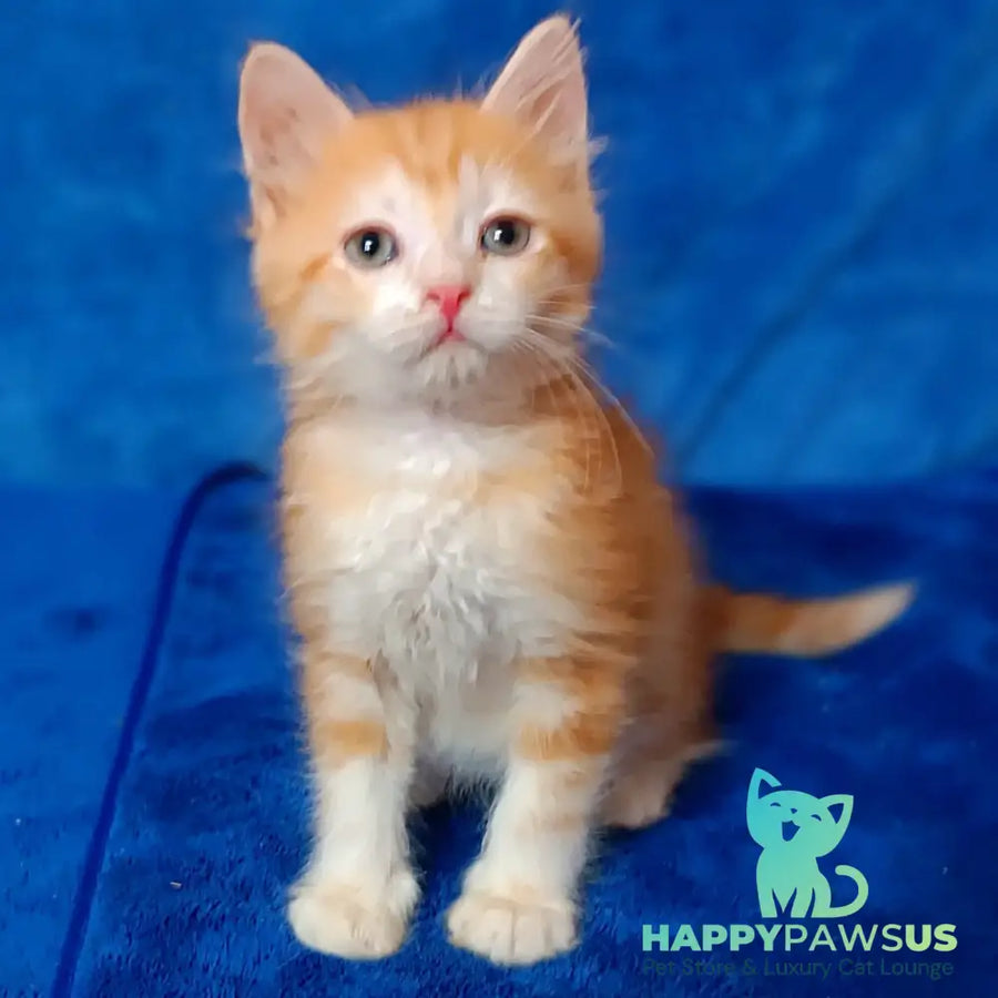 Elizabet Siberian female red tabby with white - live animals