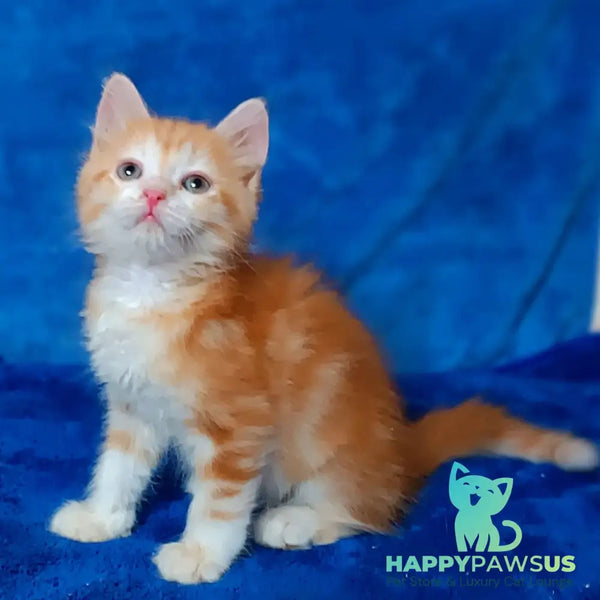 Elizabet Siberian female red tabby with white - live animals