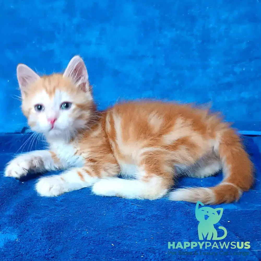 Elizabet Siberian female red tabby with white - live animals