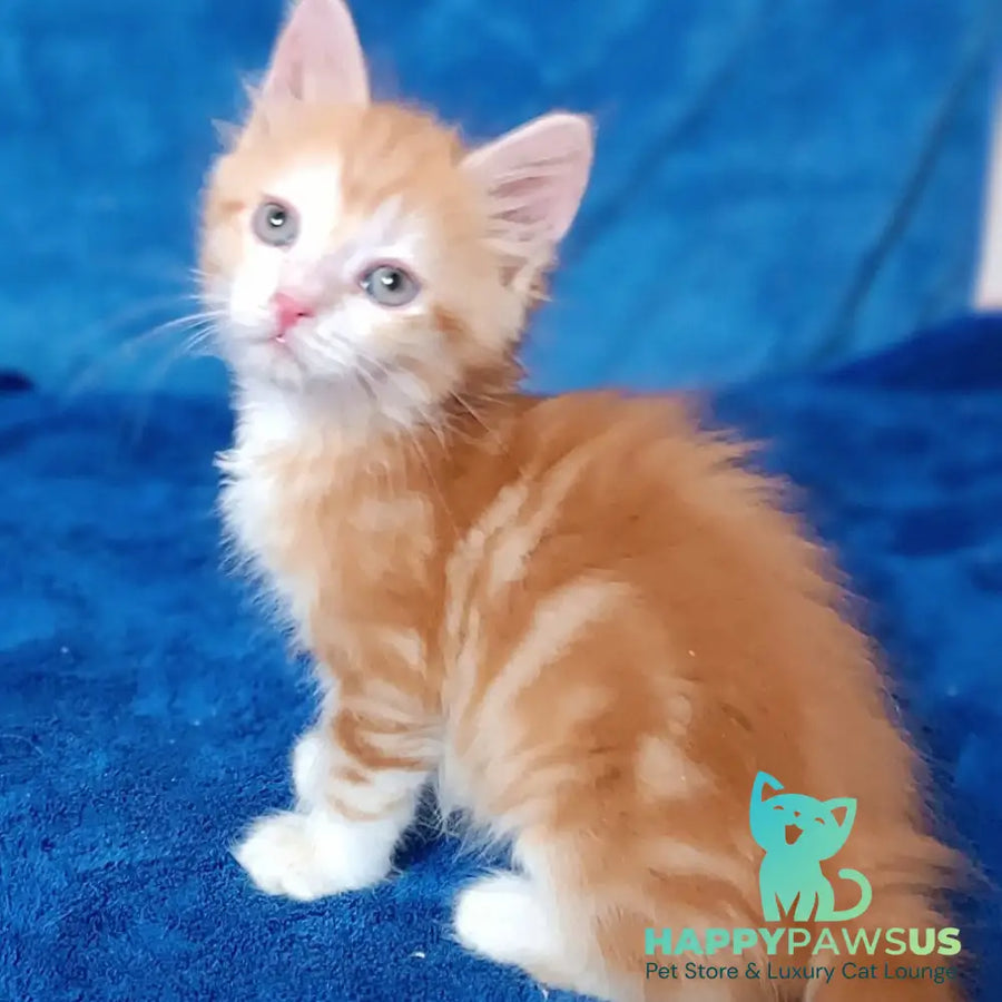 Elizabet Siberian female red tabby with white - live animals