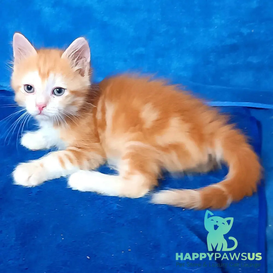 Elizabet Siberian female red tabby with white - live animals