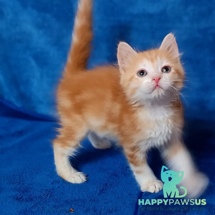 Elizabet Siberian female red tabby with white - live animals