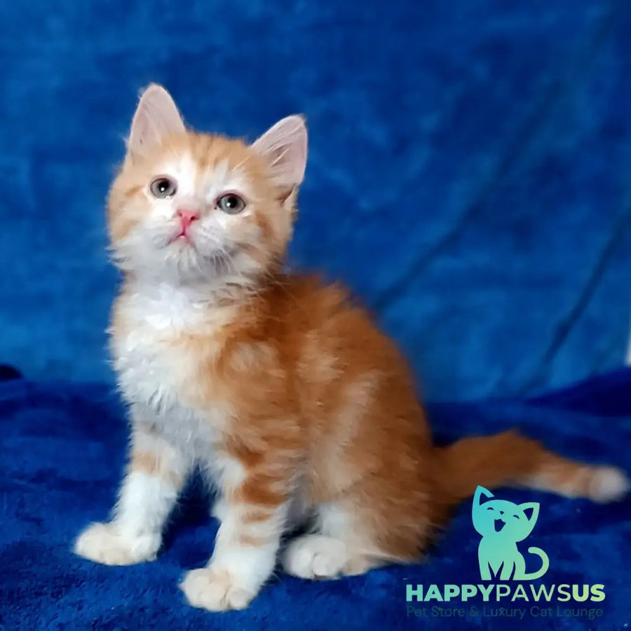 Elizabet Siberian female red tabby with white - live animals