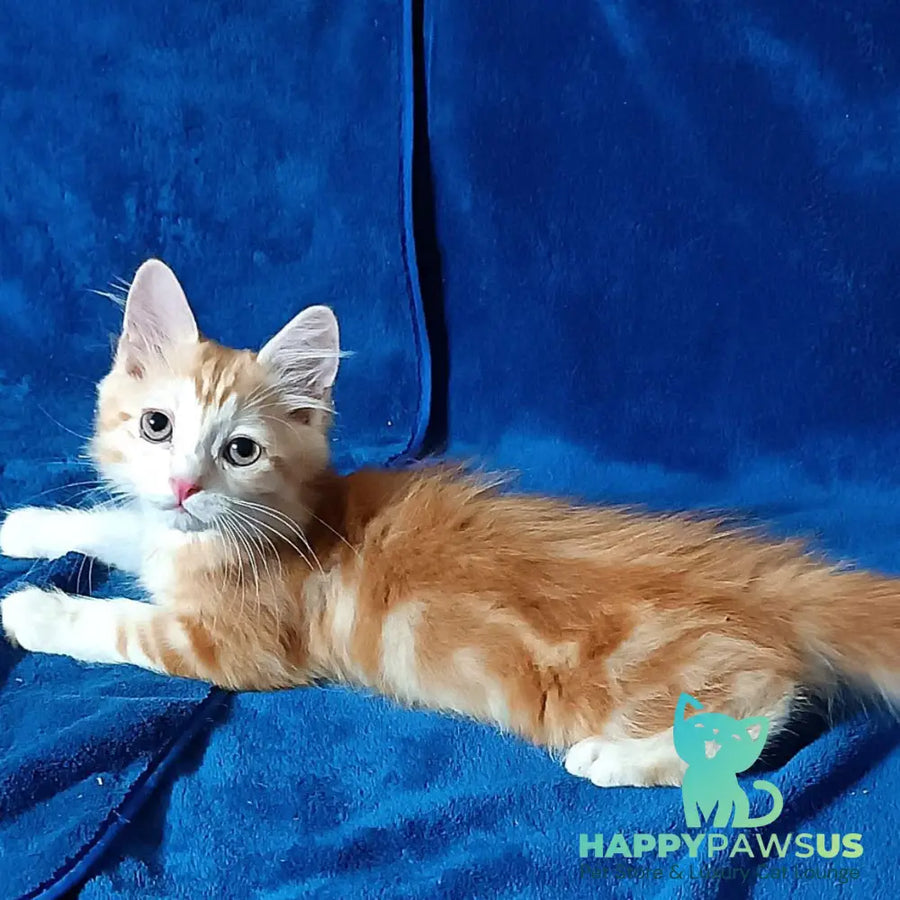 Еlizabet Siberian female red with white tabby - live animals