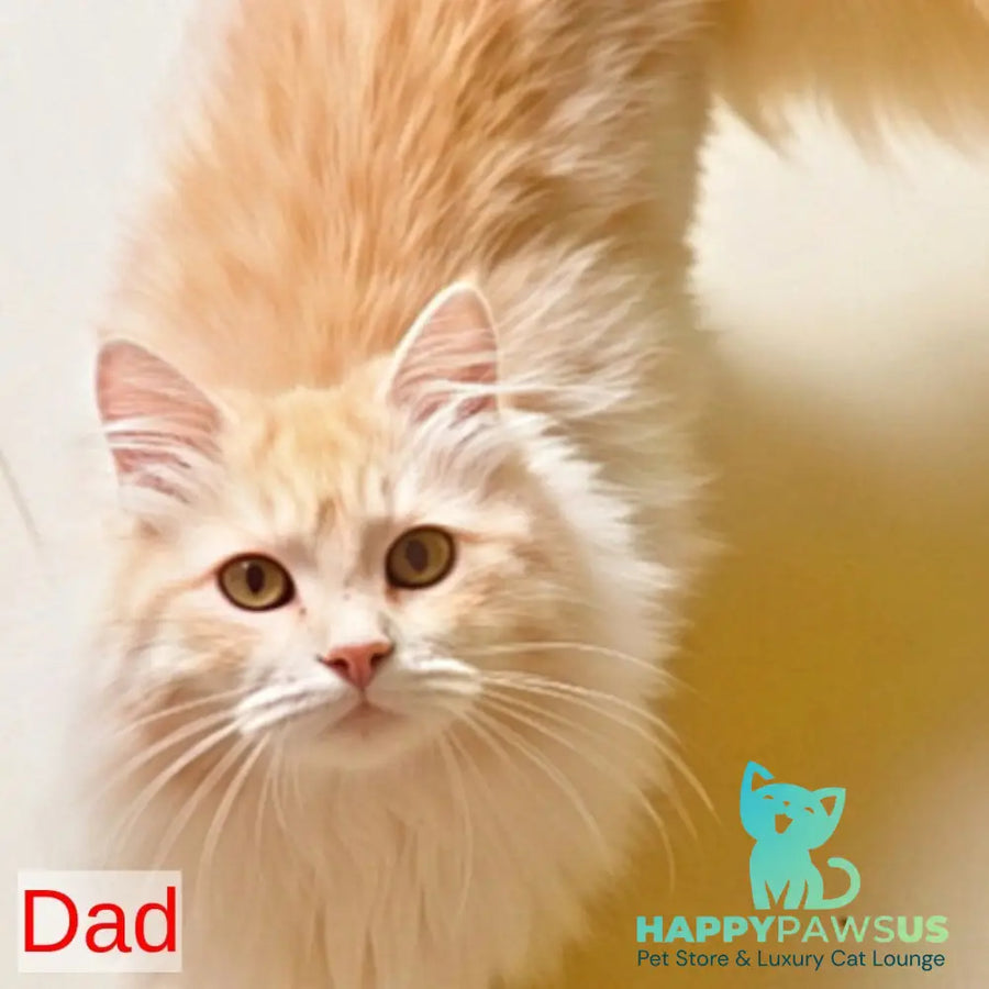 Еlizabet Siberian female red with white tabby - live animals