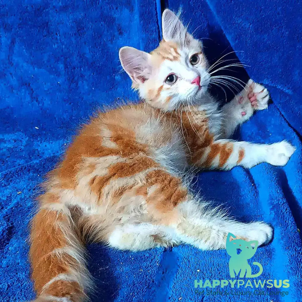 Еlizabet Siberian female red with white tabby - live animals