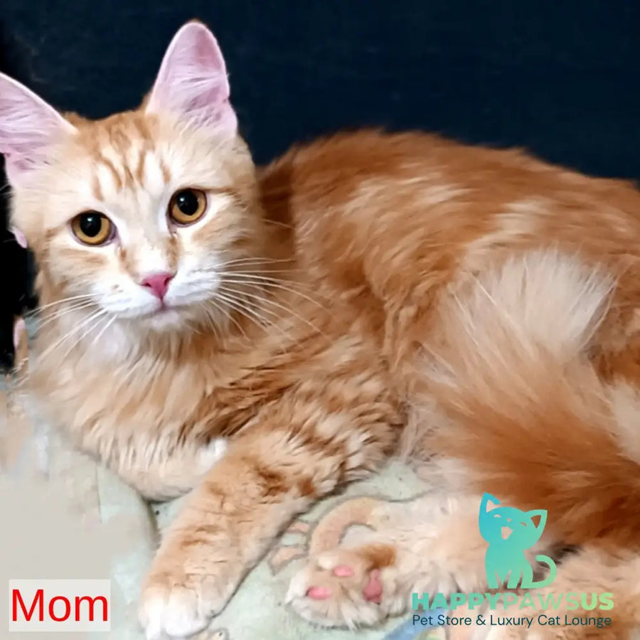 Еlizabet Siberian female red with white tabby - live animals