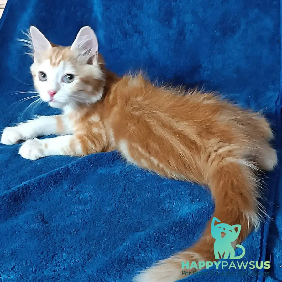 Еlizabet Siberian female red with white tabby - live animals