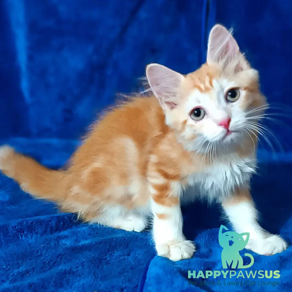 Еlizabet Siberian female red with white tabby - live animals