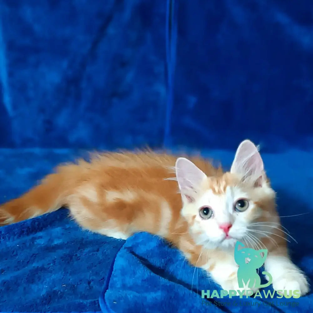 Еlizabet Siberian female red with white tabby - live animals