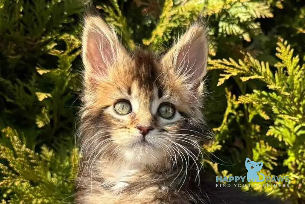 Elizabeth Maine Coon female black ticked tabby - live animals