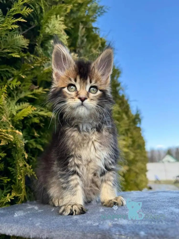 Elizabeth Maine Coon female black ticked tabby - live animals
