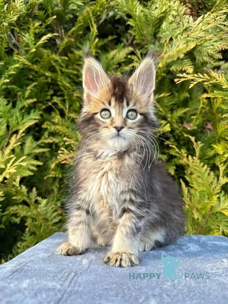 Elizabeth Maine Coon female black ticked tabby - live animals