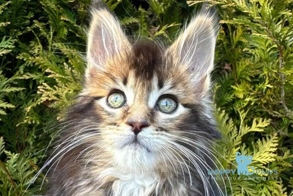 Elizabeth Maine Coon female black ticked tabby - live animals