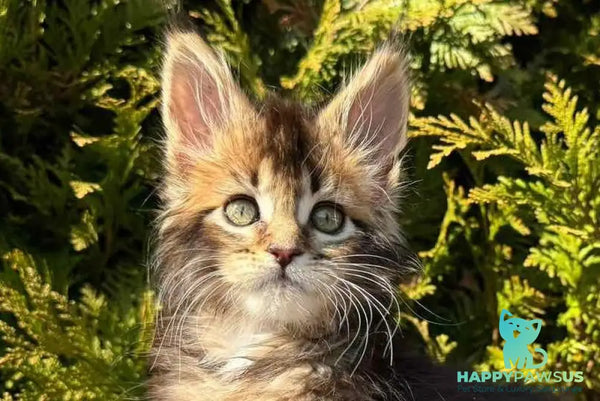 Elizabeth Maine Coon female black ticked tabby - live animals