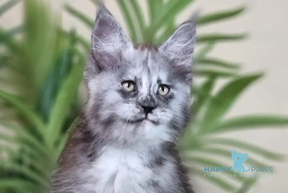 Elizabeth Maine Coon male blue tortie silver with white live animals