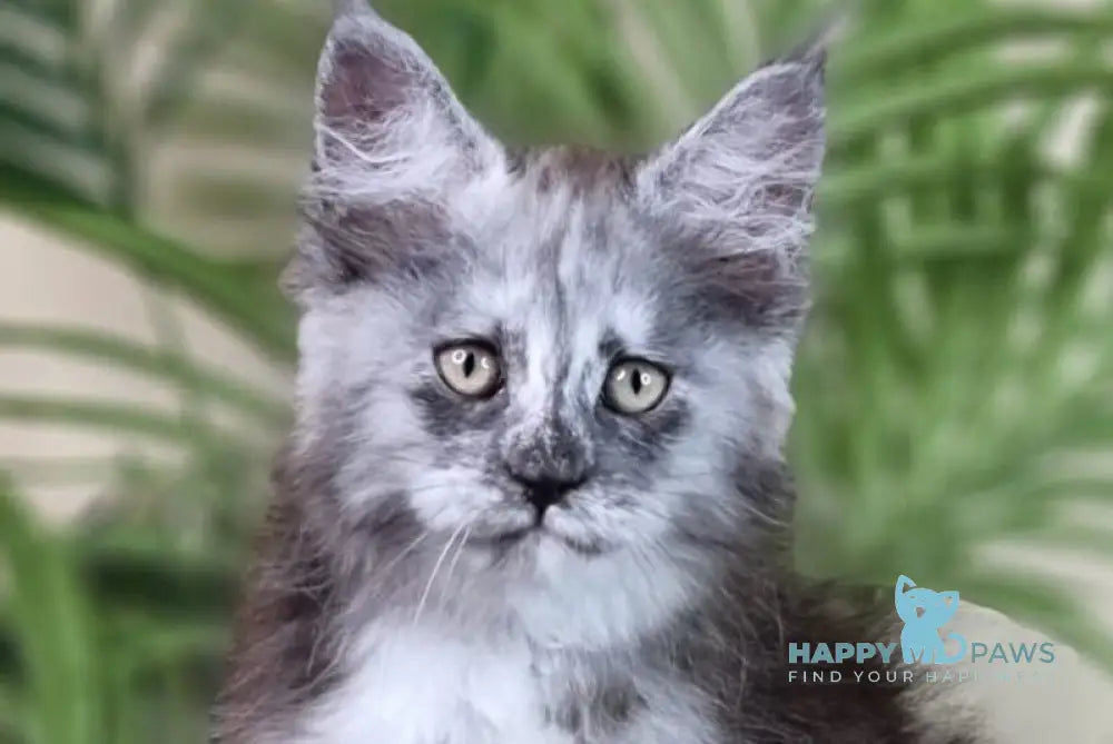 Elizabeth Maine Coon male blue tortie silver with white live animals