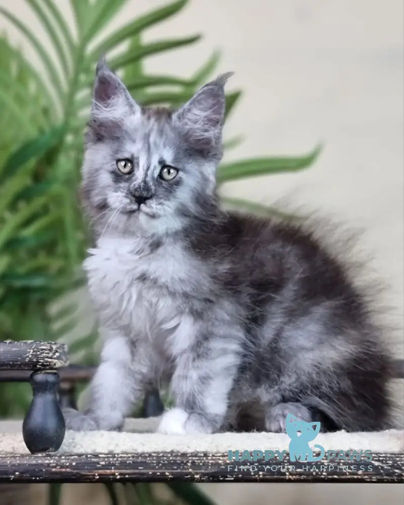 Elizabeth Maine Coon male blue tortie silver with white live animals