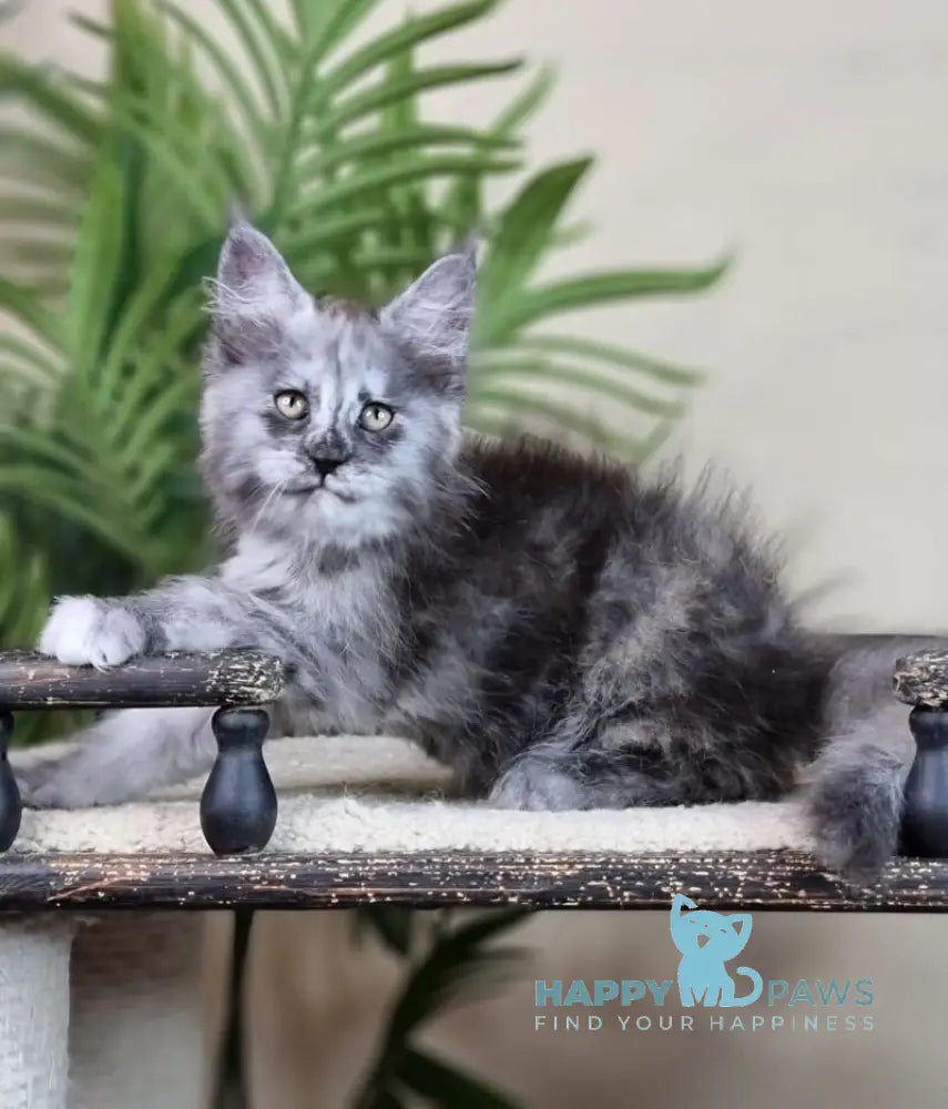 Elizabeth Maine Coon male blue tortie silver with white live animals