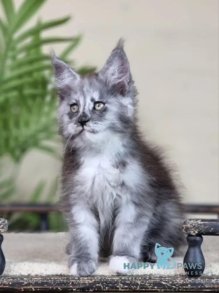 Elizabeth Maine Coon male blue tortie silver with white live animals