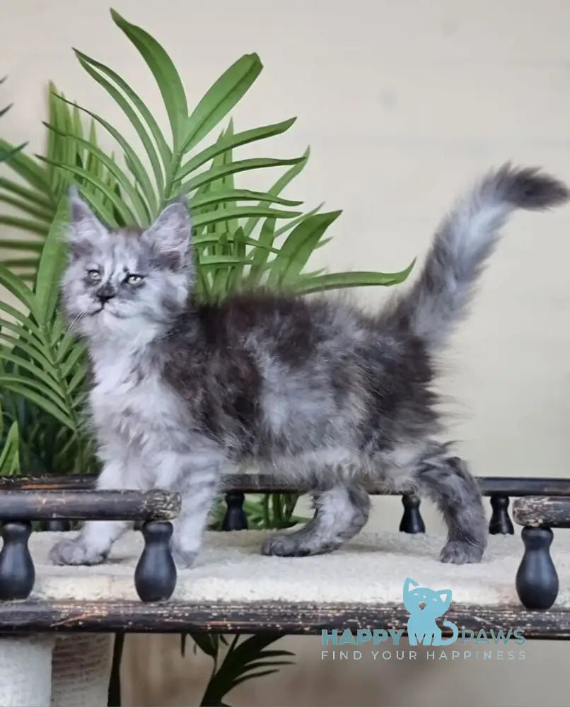 Elizabeth Maine Coon male blue tortie silver with white live animals