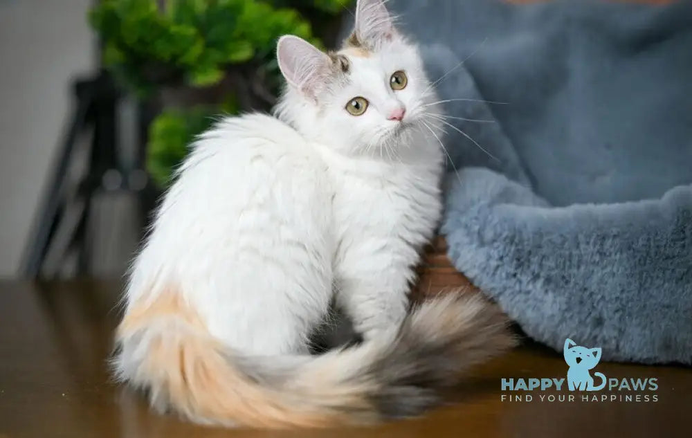 Elizabeth Munchkin female chocolate tabby bicolour live animals