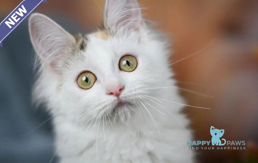 Elizabeth Munchkin female chocolate tabby bicolour live animals