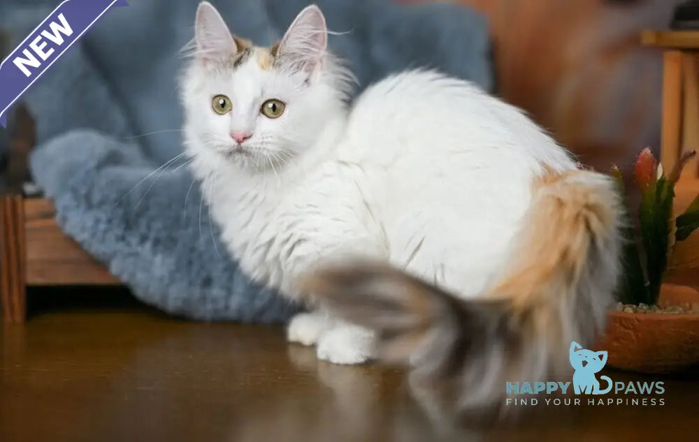 Elizabeth Munchkin female chocolate tabby bicolour live animals