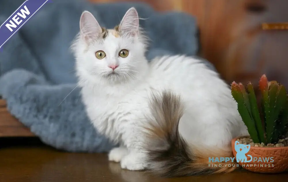 Elizabeth Munchkin female chocolate tabby bicolour live animals