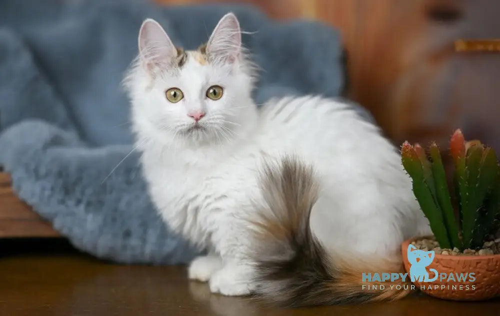 Elizabeth Munchkin female chocolate tabby bicolour live animals