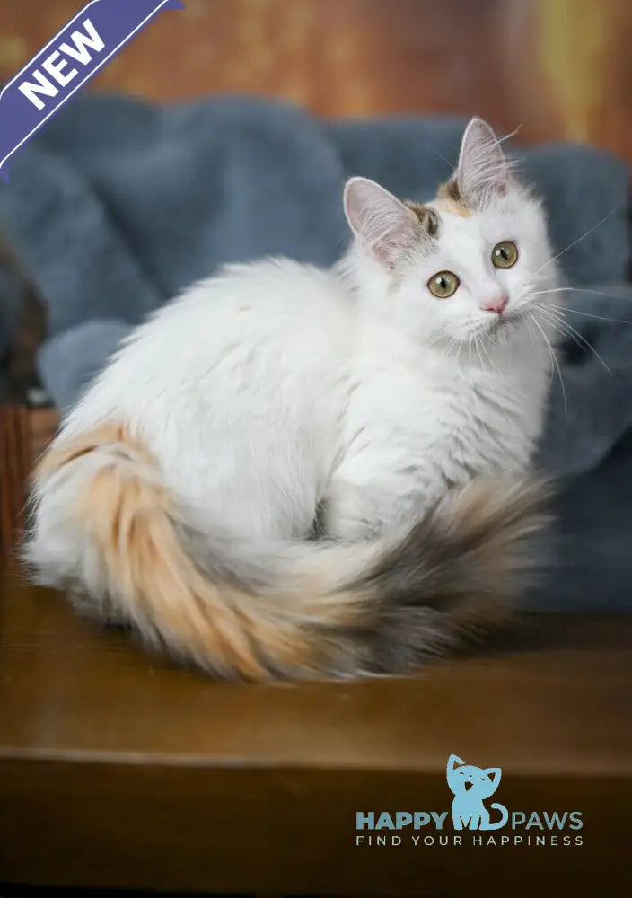 Elizabeth Munchkin female chocolate tabby bicolour live animals