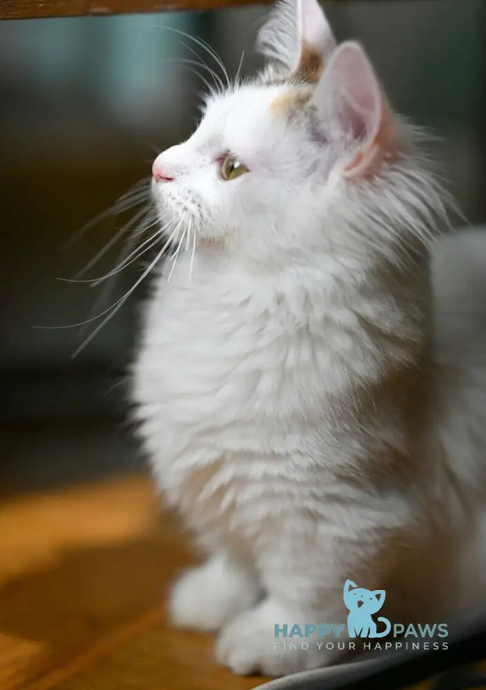 Elizabeth Munchkin female chocolate tabby bicolour live animals