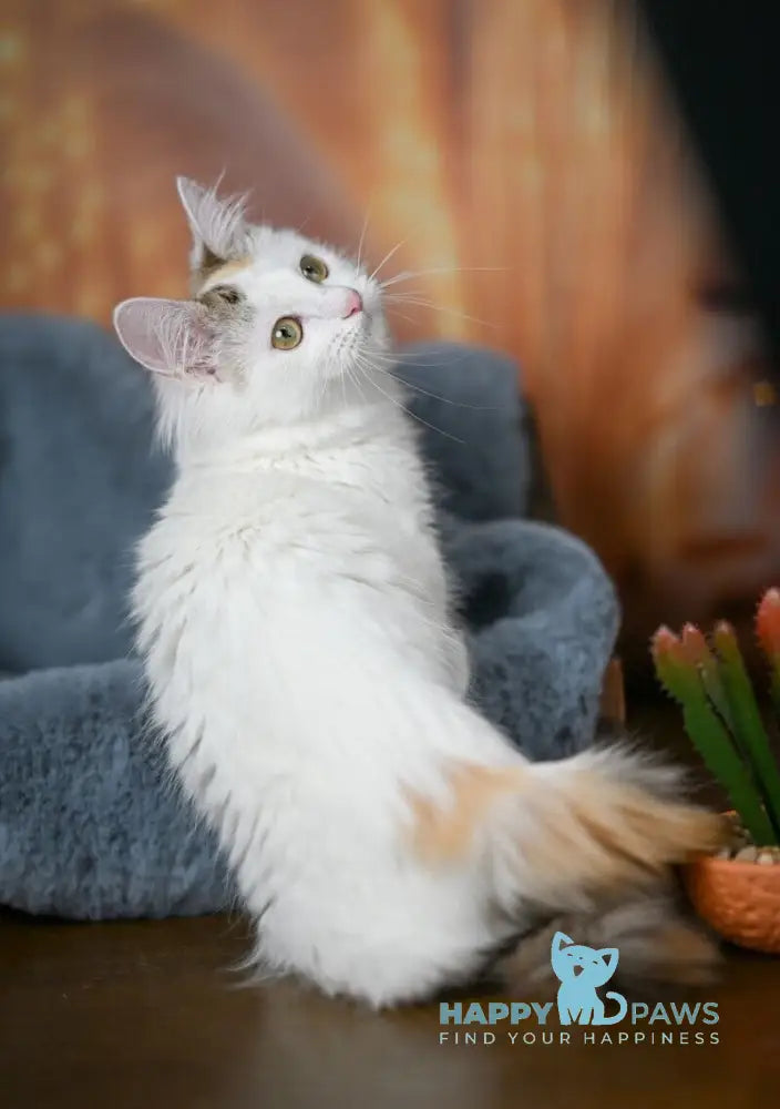 Elizabeth Munchkin female chocolate tabby bicolour live animals