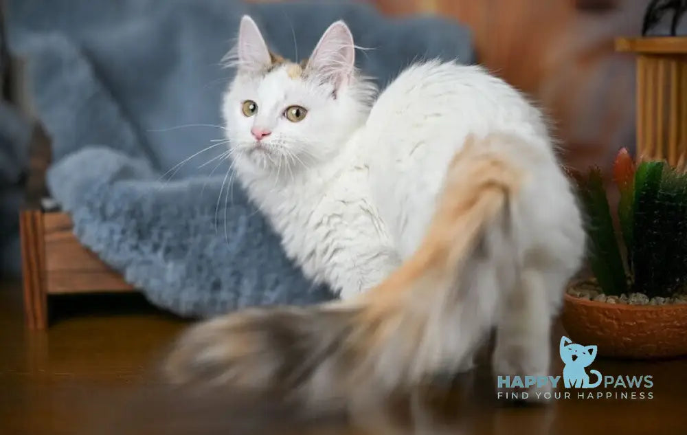 Elizabeth Munchkin female chocolate tabby bicolour live animals