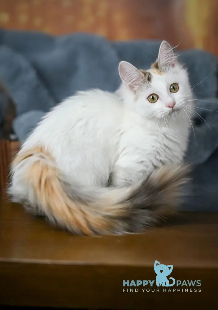 Elizabeth Munchkin female chocolate tabby bicolour live animals