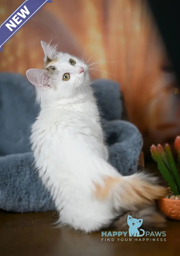 Elizabeth Munchkin female chocolate tabby bicolour live animals